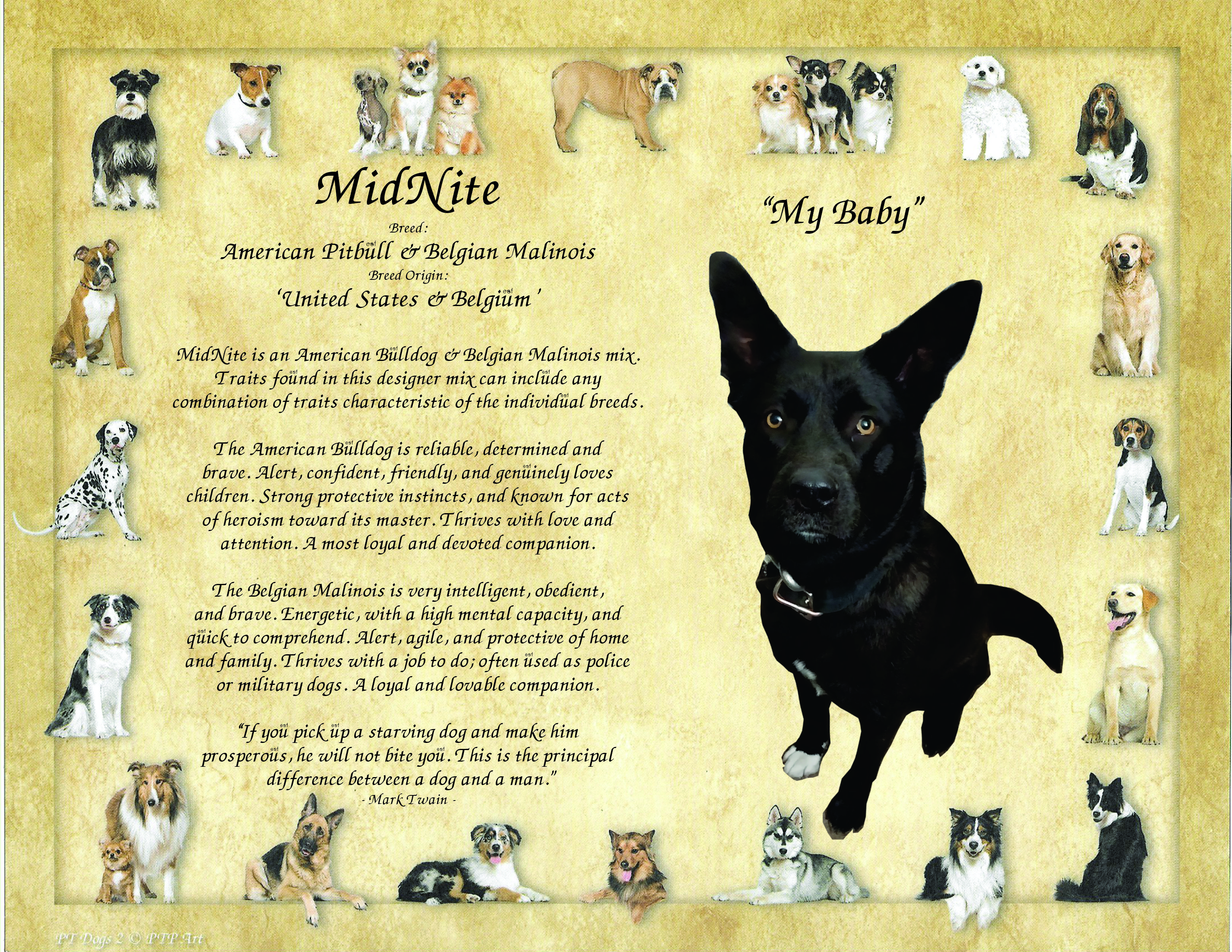 Personalized MidNite pet breed art print featuring a customer's dog